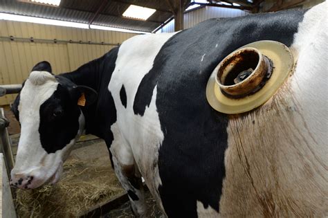 vache estomac hublot|Les « vaches à hublot » devraient disparaître .